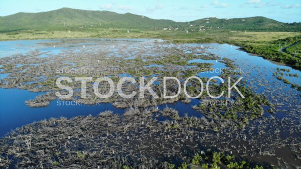 Great pond vegetation